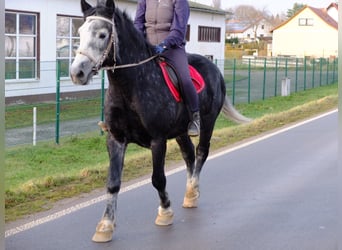 Polnisches Kaltblut Mix, Wallach, 4 Jahre, 155 cm, Apfelschimmel