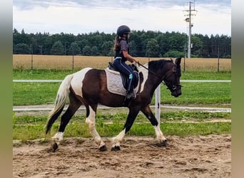 Polnisches Kaltblut Mix, Wallach, 4 Jahre, 156 cm, Schecke