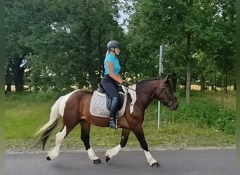 Polnisches Kaltblut Mix, Wallach, 4 Jahre, 156 cm, Schecke