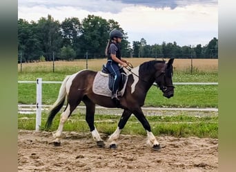 Polnisches Kaltblut Mix, Wallach, 4 Jahre, 156 cm, Schecke