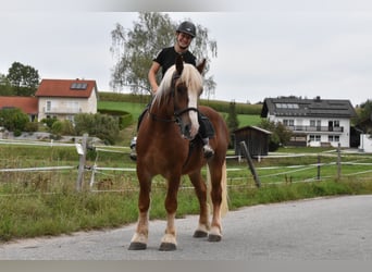 Polnisches Kaltblut, Wallach, 4 Jahre, 157 cm, Fuchs