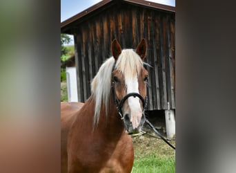 Polnisches Kaltblut, Wallach, 4 Jahre, 157 cm, Fuchs