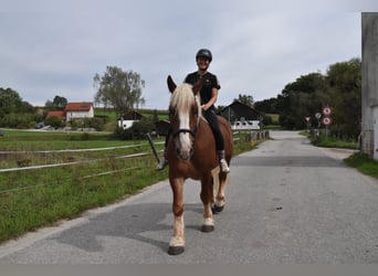 Polnisches Kaltblut, Wallach, 4 Jahre, 157 cm, Fuchs
