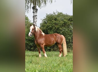 Polnisches Kaltblut, Wallach, 4 Jahre, 157 cm, Fuchs