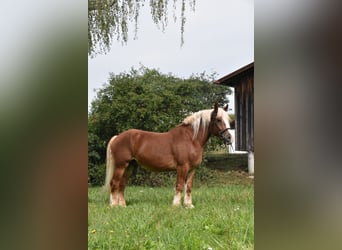 Polnisches Kaltblut, Wallach, 4 Jahre, 157 cm, Fuchs