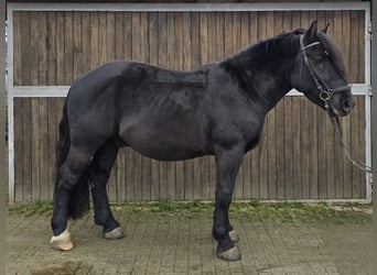 Polnisches Kaltblut Mix, Wallach, 4 Jahre, 157 cm, Rappe