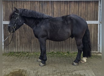 Polnisches Kaltblut Mix, Wallach, 4 Jahre, 157 cm, Rappe