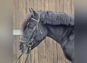 Polnisches Kaltblut Mix, Wallach, 4 Jahre, 157 cm, Rappe