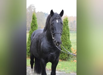 Polnisches Kaltblut Mix, Wallach, 4 Jahre, 157 cm, Schecke