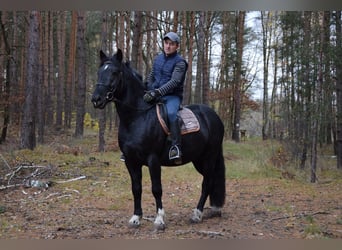 Polnisches Kaltblut Mix, Wallach, 4 Jahre, 157 cm, Schecke