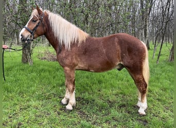 Polnisches Kaltblut Mix, Wallach, 4 Jahre, 160 cm, Fuchs