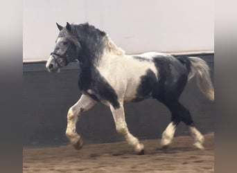 Polnisches Kaltblut, Wallach, 4 Jahre, 160 cm, Schecke