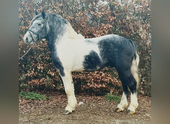 Polnisches Kaltblut, Wallach, 4 Jahre, 160 cm, Schecke