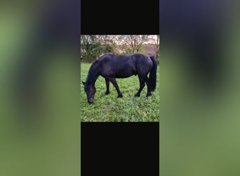 Polnisches Kaltblut Mix, Wallach, 4 Jahre, 162 cm, Rappe