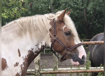 Polnisches Kaltblut Mix, Wallach, 4 Jahre, 163 cm, Schecke