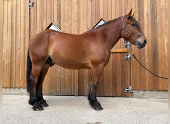 Polnisches Kaltblut, Wallach, 4 Jahre, 165 cm, Brauner