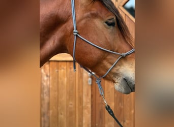 Polnisches Kaltblut, Wallach, 4 Jahre, 165 cm, Brauner