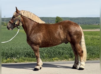 Polnisches Kaltblut, Wallach, 4 Jahre, 165 cm, Dunkelfuchs