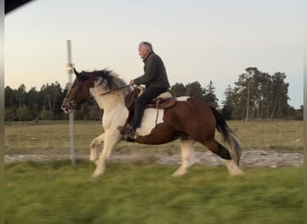 Polnisches Kaltblut, Wallach, 4 Jahre, 165 cm, Schecke