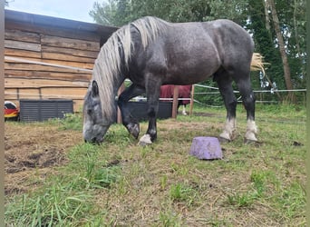 Polnisches Kaltblut, Wallach, 4 Jahre, 169 cm, Schimmel