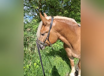 Polnisches Kaltblut Mix, Wallach, 5 Jahre, 155 cm, Fuchs