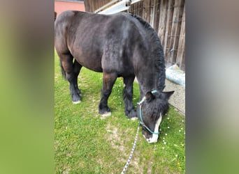 Polnisches Kaltblut, Wallach, 5 Jahre, 155 cm, Rappe