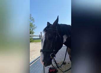 Polnisches Kaltblut Mix, Wallach, 5 Jahre, 155 cm, Schecke