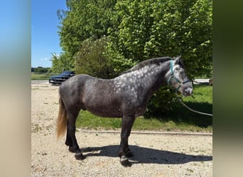 Polnisches Kaltblut, Wallach, 5 Jahre, 162 cm, Blauschimmel