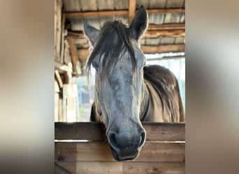 Polnisches Kaltblut, Wallach, 5 Jahre, 170 cm, Kann Schimmel werden