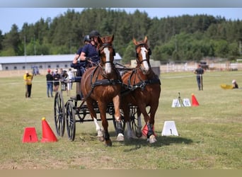 Polnisches Kaltblut, Wallach, 5 Jahre, 175 cm