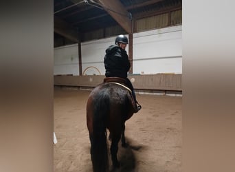 Polnisches Kaltblut, Wallach, 6 Jahre, 148 cm, Dunkelbrauner