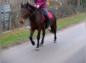 Polnisches Kaltblut Mix, Wallach, 6 Jahre, 155 cm, Apfelschimmel