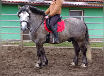 Polnisches Kaltblut Mix, Wallach, 6 Jahre, 155 cm, Apfelschimmel