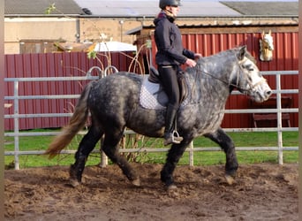 Polnisches Kaltblut Mix, Wallach, 6 Jahre, 155 cm, Apfelschimmel