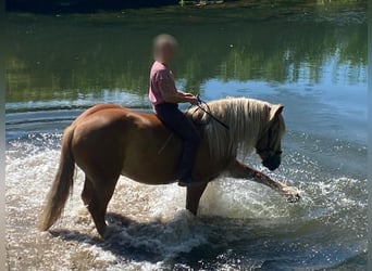 Polnisches Kaltblut, Wallach, 6 Jahre, 155 cm, Fuchs