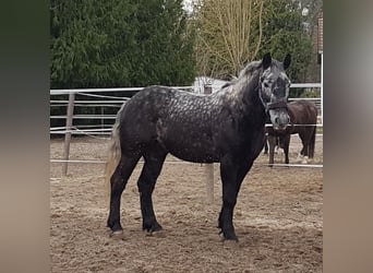 Polnisches Kaltblut, Wallach, 6 Jahre, 158 cm, Apfelschimmel