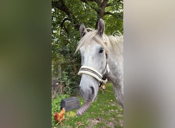 Polnisches Kaltblut, Wallach, 6 Jahre, 170 cm, Apfelschimmel