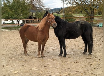 Polnisches Kaltblut, Wallach, 7 Jahre, 155 cm, Fuchs