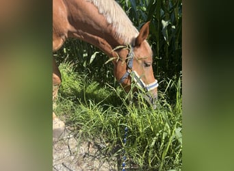 Polnisches Kaltblut Mix, Wallach, 7 Jahre, 155 cm, Fuchs
