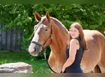 Polnisches Kaltblut, Wallach, 7 Jahre, 161 cm, Fuchs