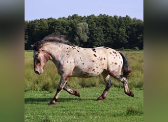 Polnisches Kaltblut Mix, Wallach, 7 Jahre, 165 cm, Tigerschecke