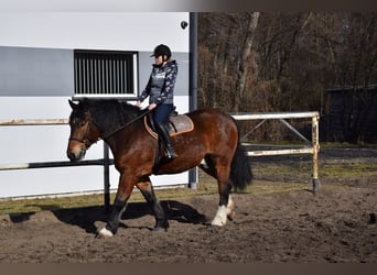 Polnisches Kaltblut, Wallach, 7 Jahre, 166 cm, Brauner