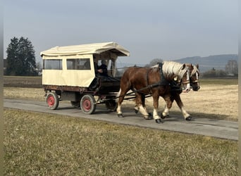 Polnisches Kaltblut, Wallach, 7 Jahre, 167 cm, Fuchs