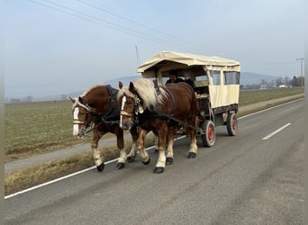 Polnisches Kaltblut, Wallach, 7 Jahre, 168 cm, Fuchs