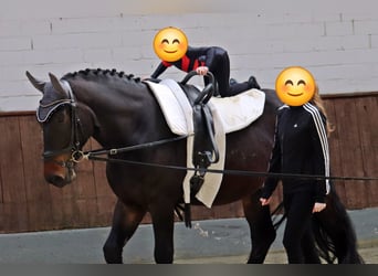 Polnisches Kaltblut, Wallach, 8 Jahre, 160 cm, Schwarzbrauner