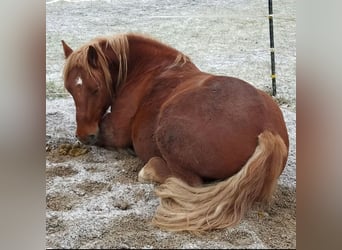 Polnisches Kaltblut, Wallach, 9 Jahre, 155 cm, Fuchs