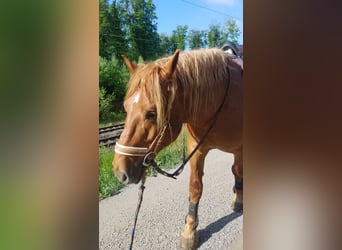 Polnisches Kaltblut, Wallach, 9 Jahre, 155 cm, Fuchs