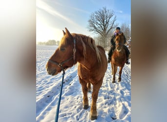 Polnisches Kaltblut, Wallach, 9 Jahre, 155 cm, Fuchs