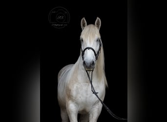Polnisches Kaltblut, Wallach, 9 Jahre, 165 cm, Schimmel