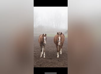 Polnisches Reitpony, Hengst, 1 Jahr, Fuchs